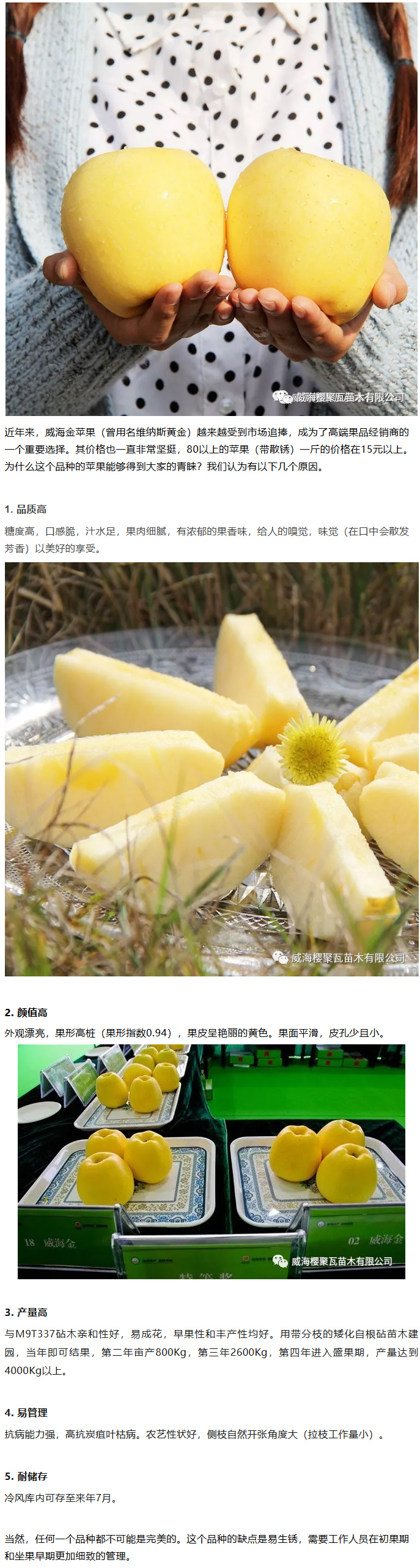威海金苹果为什么能得到市场青睐？