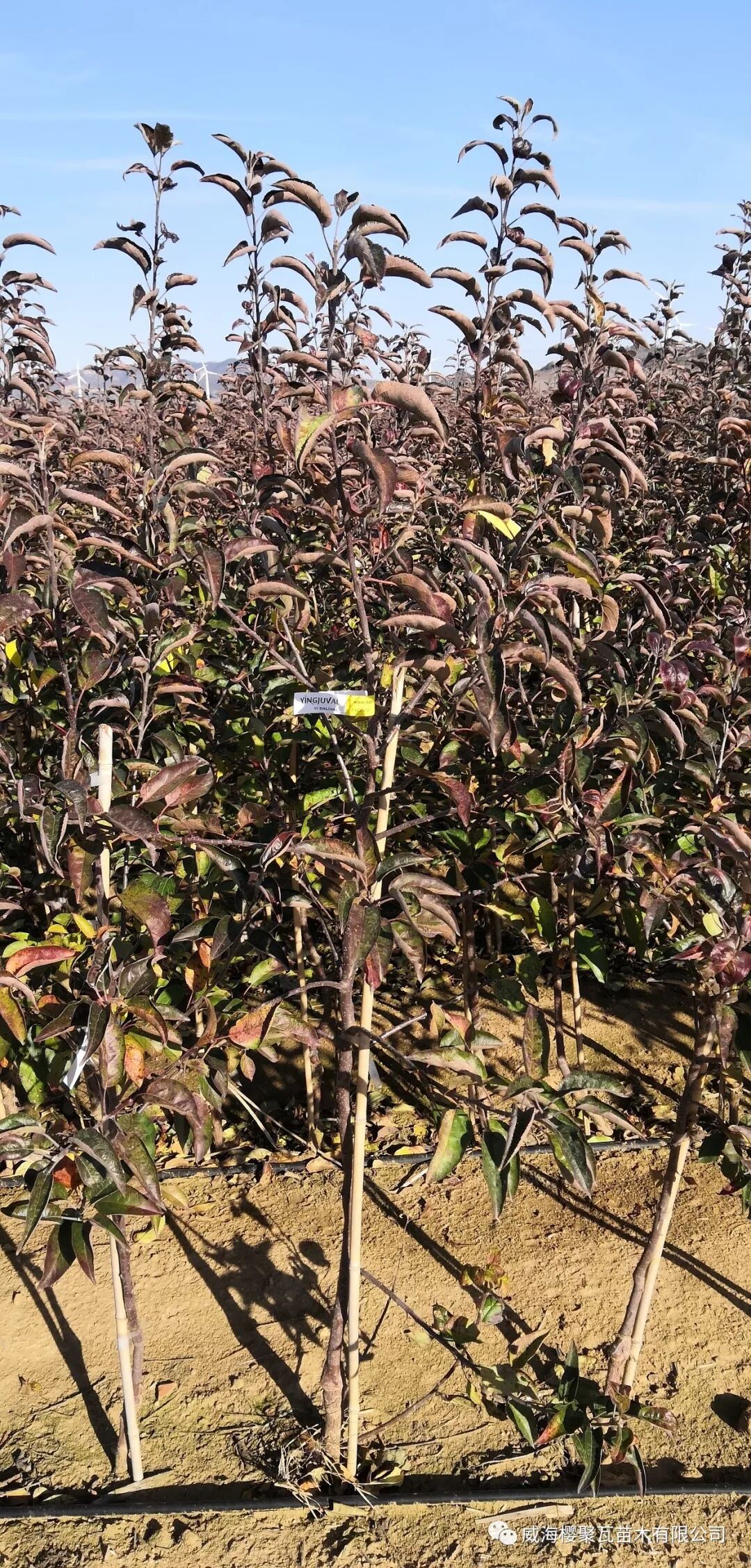 640 (3)
