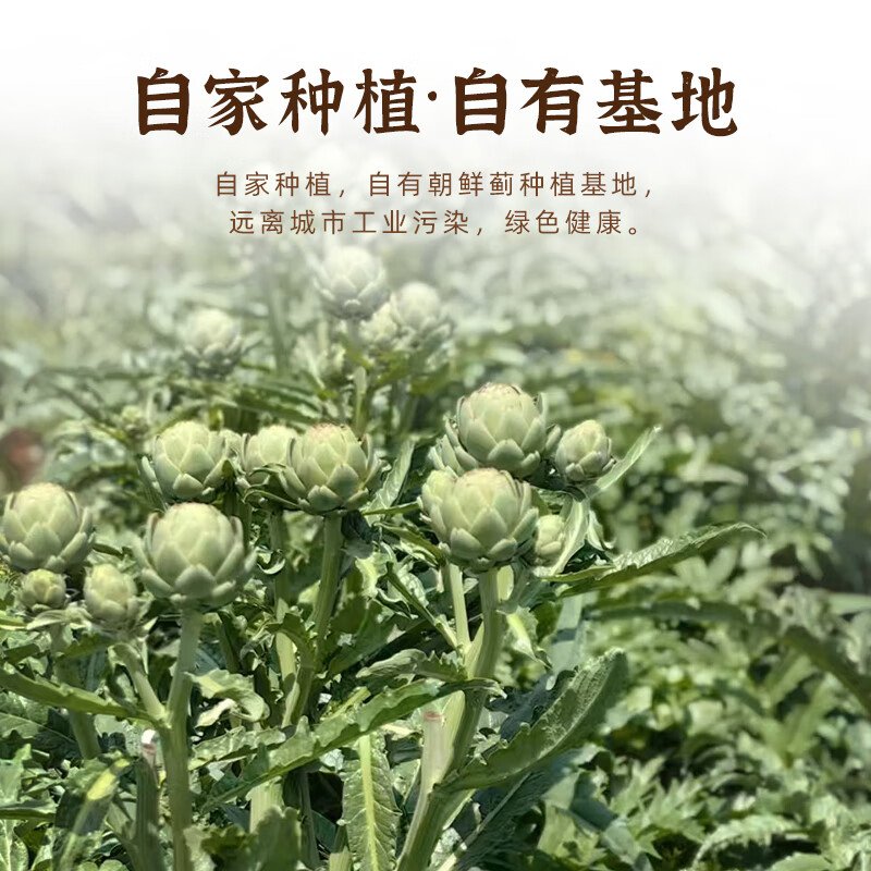 礼盒装朝鲜蓟茶