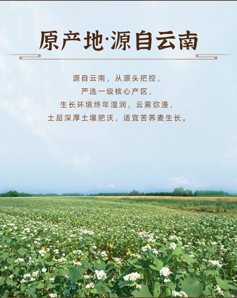 醇香苦荞茶