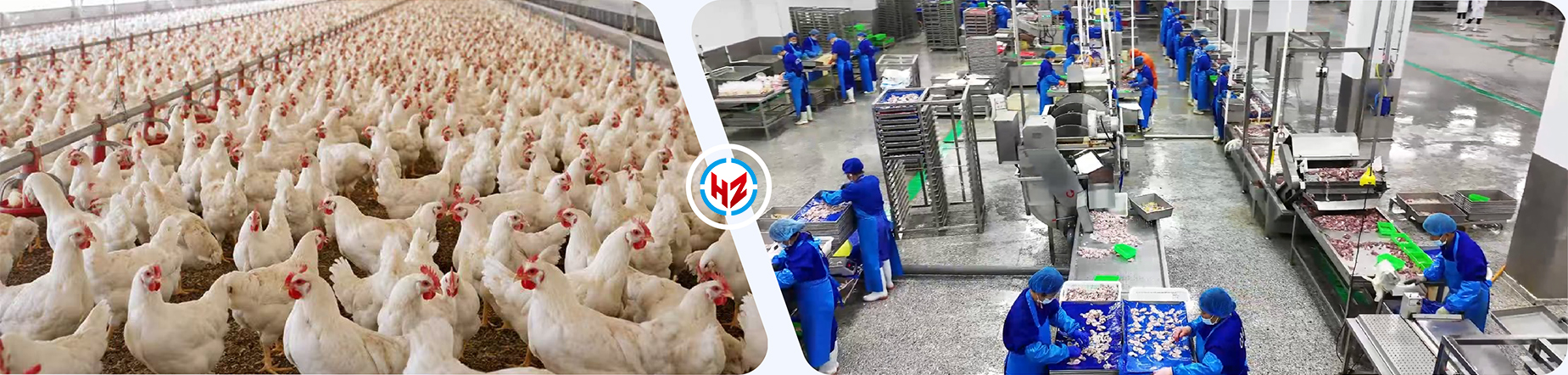 Poultry farm and slaughter workshop