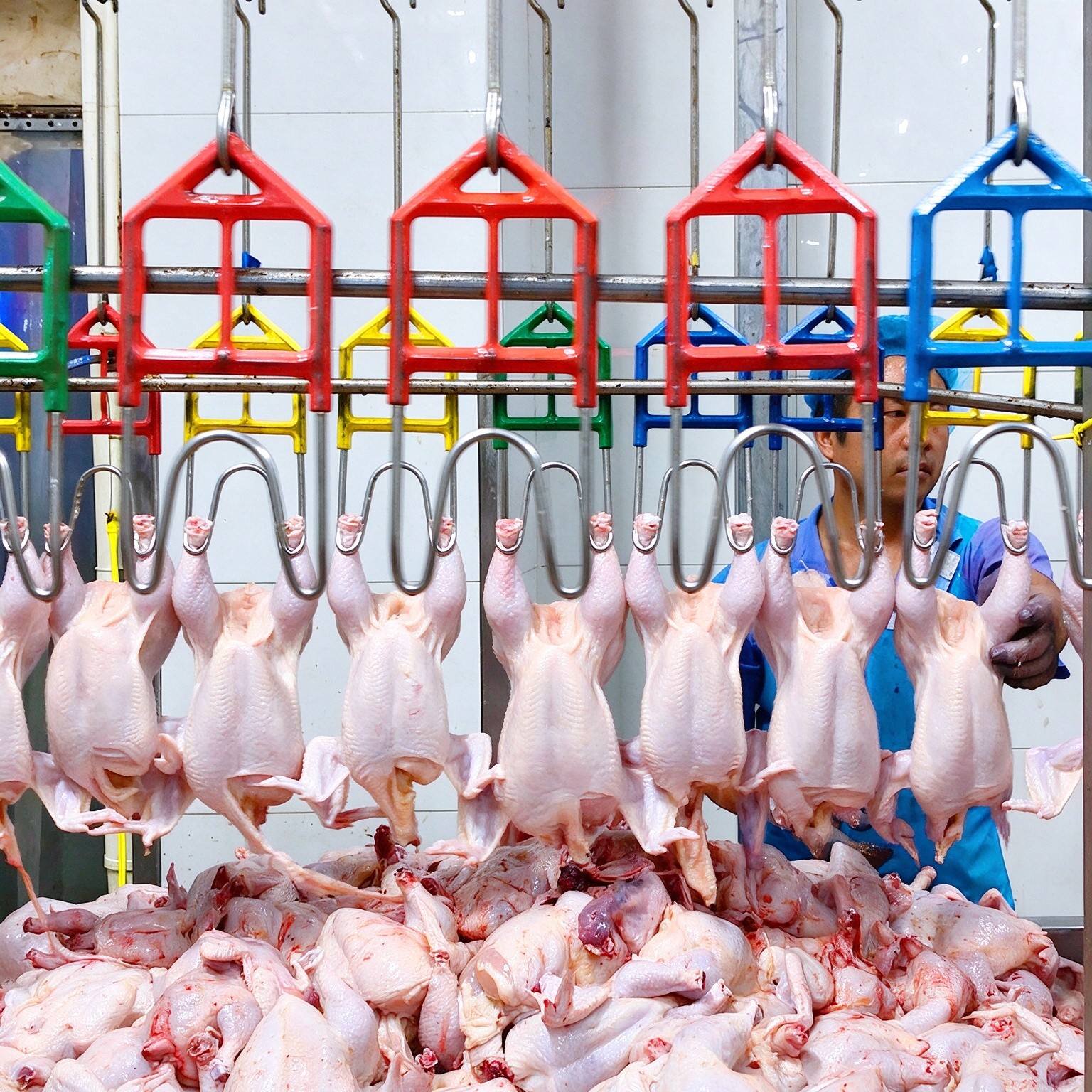 commercial‌  poultry slaughter line