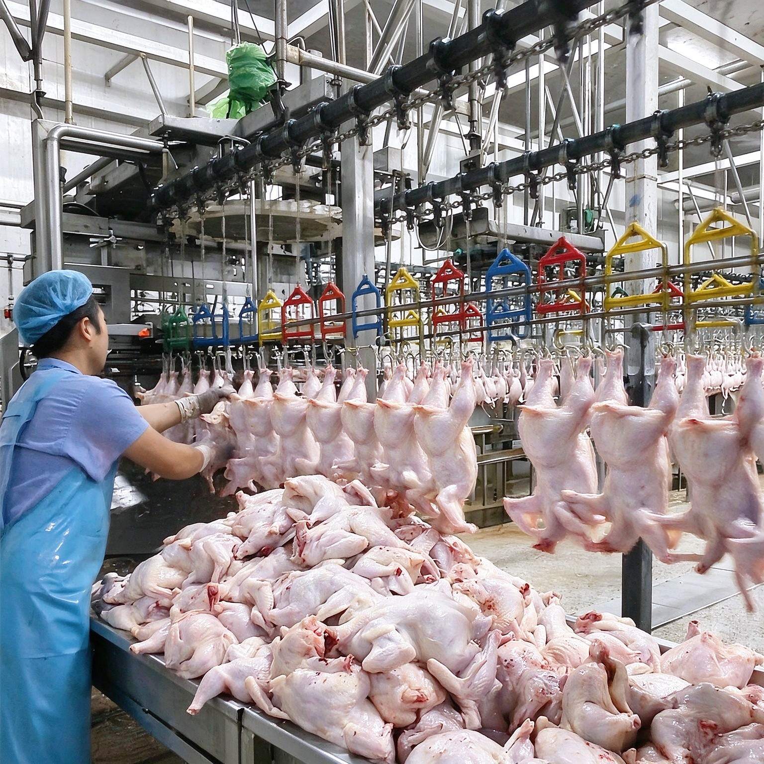 Панорама завода Haoze Machinery линии убоя птицы