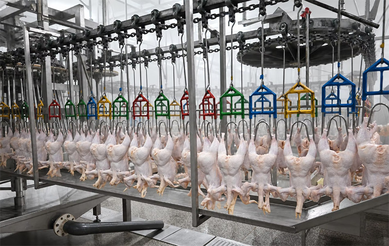 2026 Industry Trend: Food-Grade Stainless Steel Equipment Becomes Mandatory for Poultry Slaughter Plants