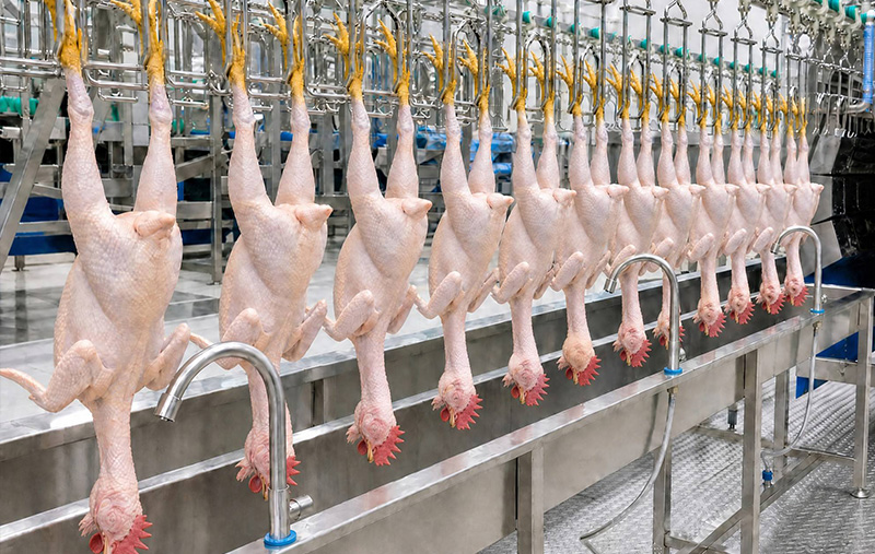 How Automated Hanging Slaughter Lines Solve Labor Shortage Problems in Poultry Processing Industry