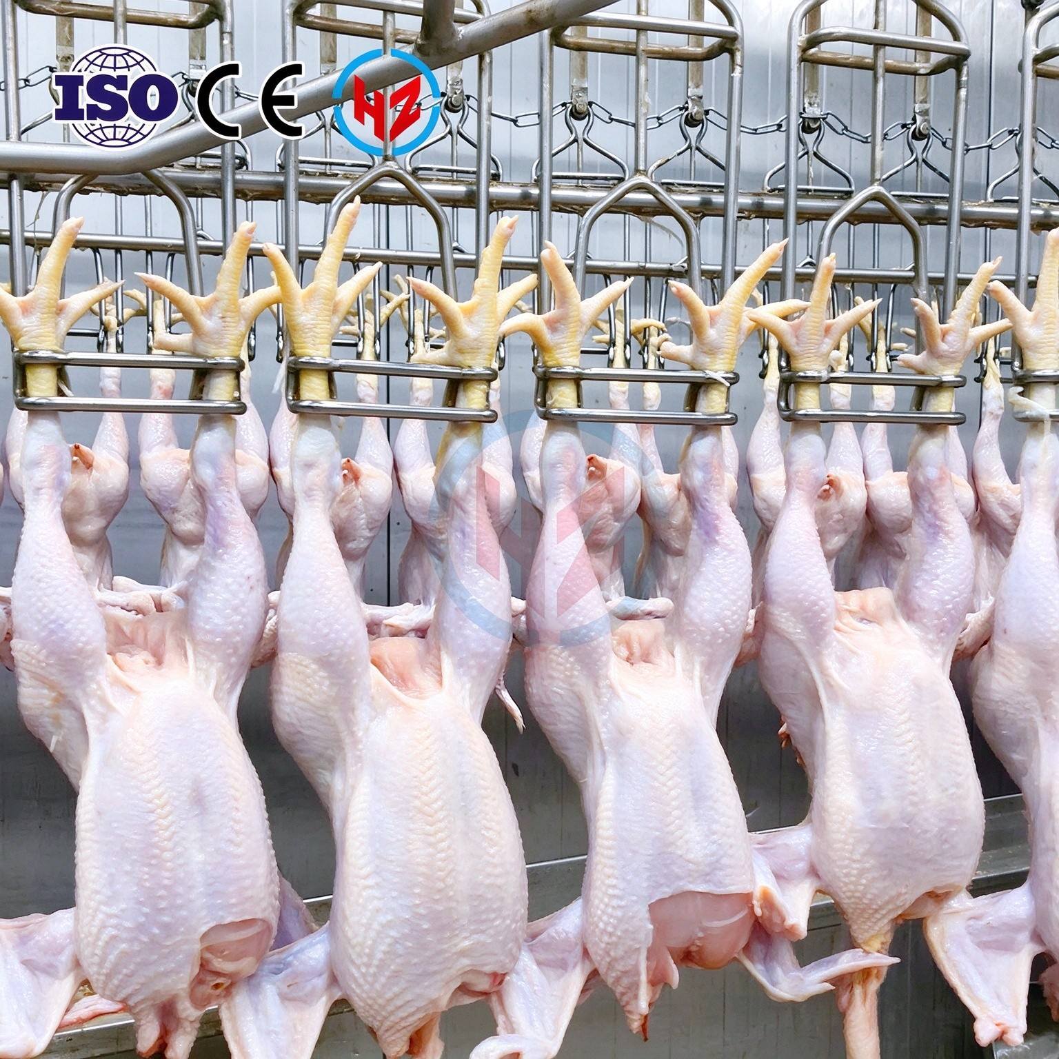 commercial‌  poultry slaughter line