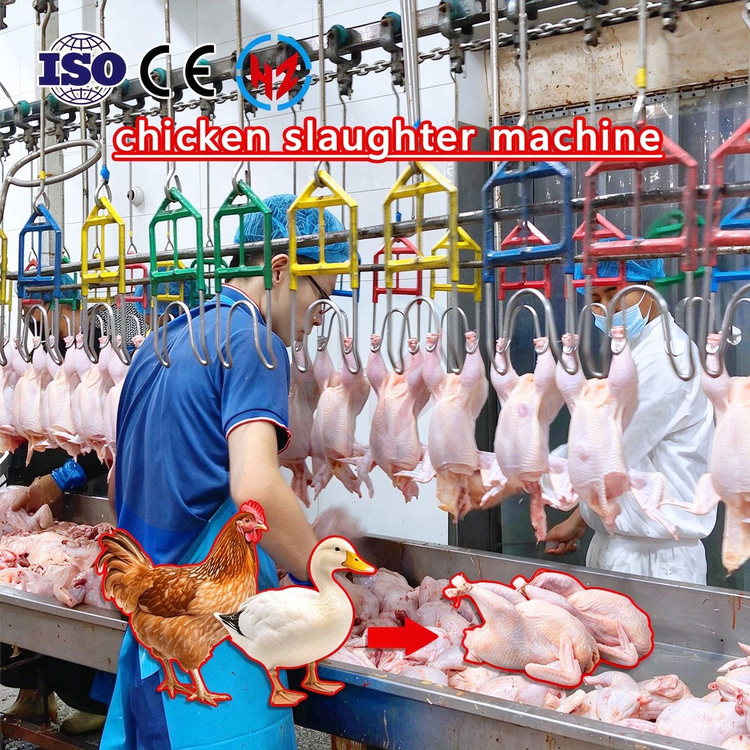 commercial‌  poultry slaughter line