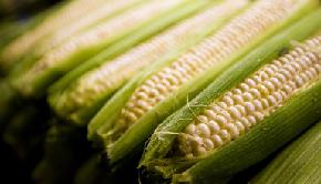 Corn