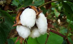 Cotton