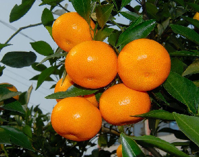 Citrus